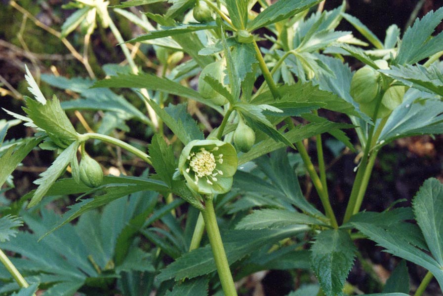 Helleborus viridis photo